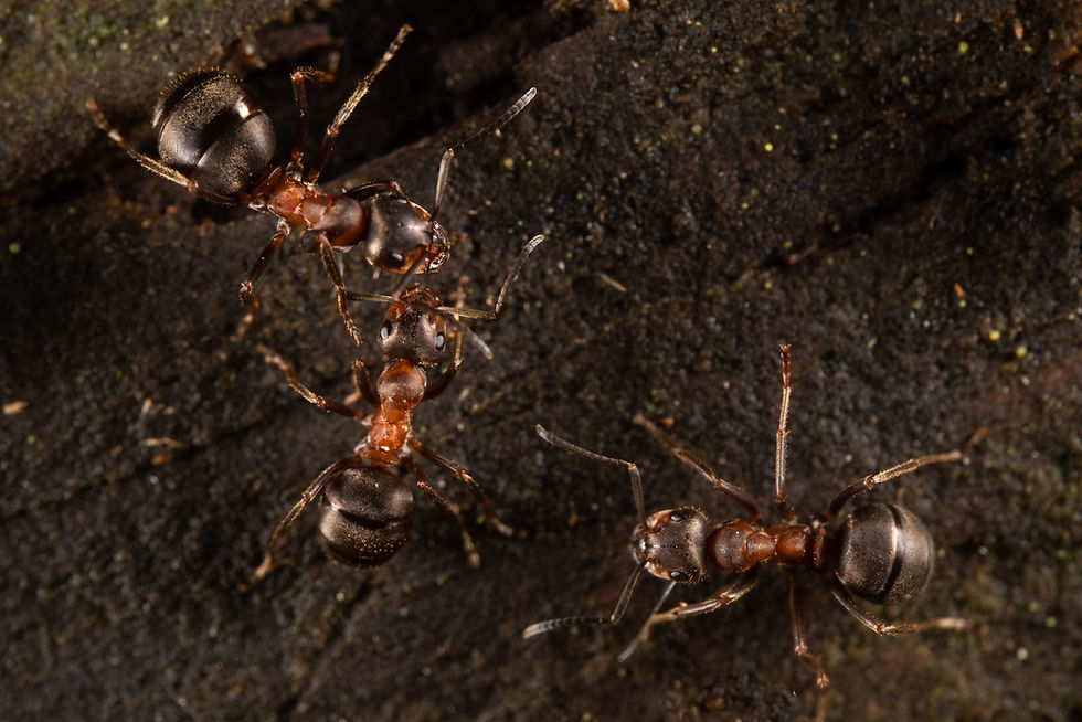A social interaction between workers of the same huge and widespread colony. These photos were shot on one of the sampled nests by Iacopo Nerozzi