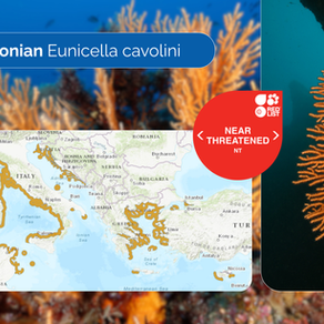 Uncovering the evolution of Mediterranean soft corals with genomics