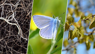 Harmonising genomics to preserve nature: A call for standardisation in biodiversity research practices