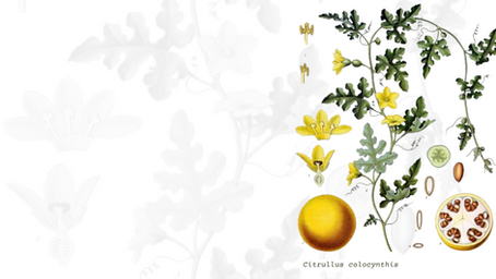 Pioneering Biodiversity: Citrullus colocynthis Genome Becomes the First ERGA Community Genome
