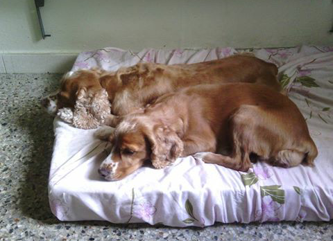 Mimzy y Kora