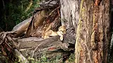istock_517226862_lionlakenakurunationalpark_2560x1440.webp