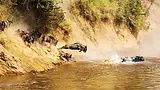 istock_583816872_wildebeestkenya_2560x1440.webp