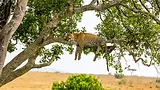 istock_594025408_leopard_2560x1440.webp