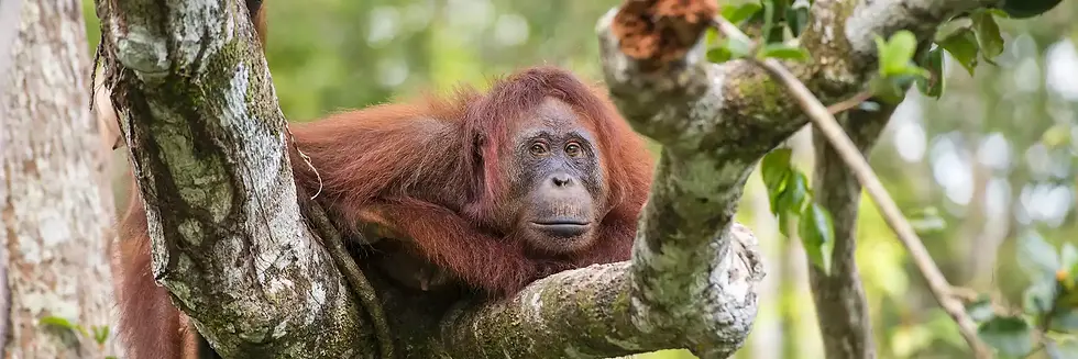 iStock_24697573_Female_oranguatnBorneo.webp