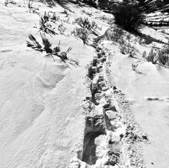 Making Tracks