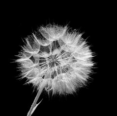 Dandylion