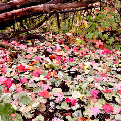 Fall Splendor