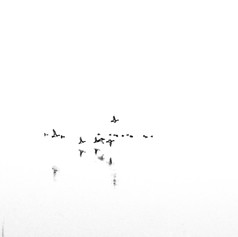 Birds on the Great Salt Lake