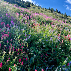 Wildflowers