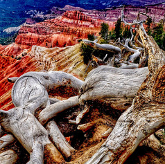 Old Tree and Red Rocks