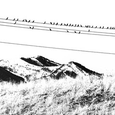 Birds on a Wire