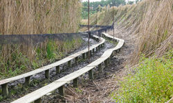 Gestión de especies