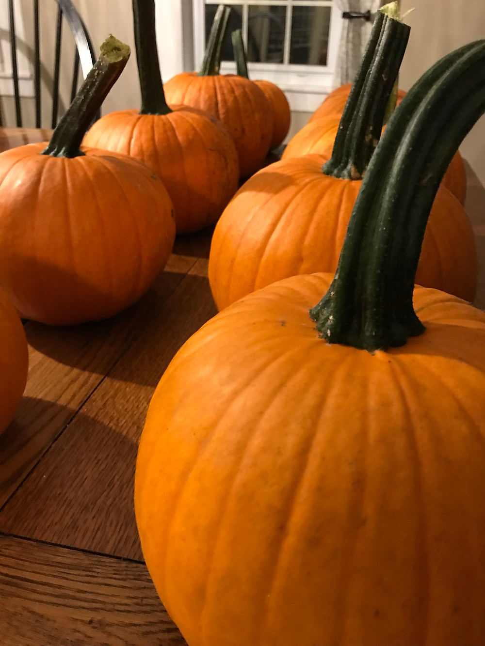 "Field Trip" Pumpkins are great for pies!