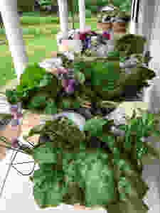 fresh herbs