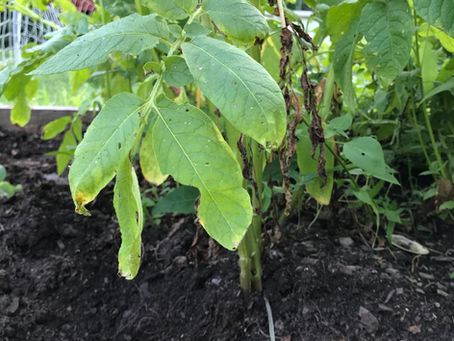 Week 5 update: Good things come to those who weed! (AKA: Introducing!: Maters and Taters!)