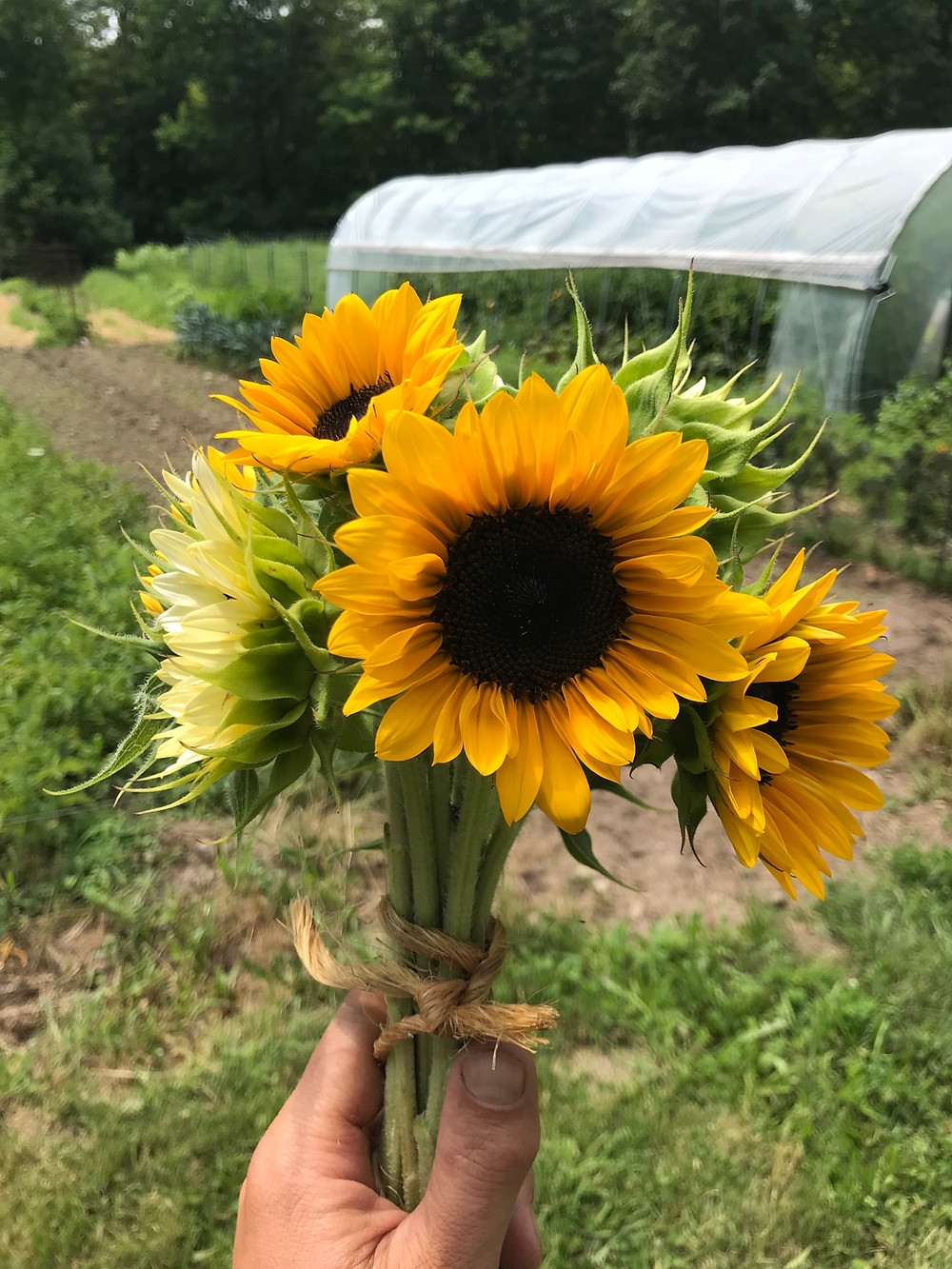 Sunflowers are in bloom