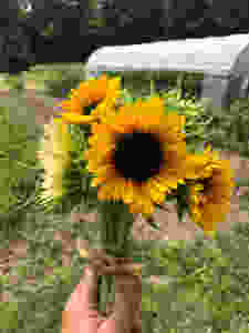 Sunflowers are in bloom