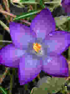 "If you become a crocus in a hidden garden," said his mother, "I will be a gardener. And I will find you." - Margaret Wise Brown