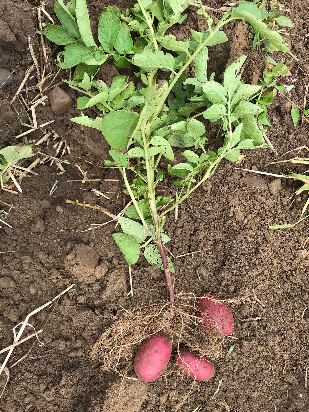 Digging Adirondack Red Potatoes