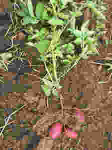 Digging Adirondack Red Potatoes