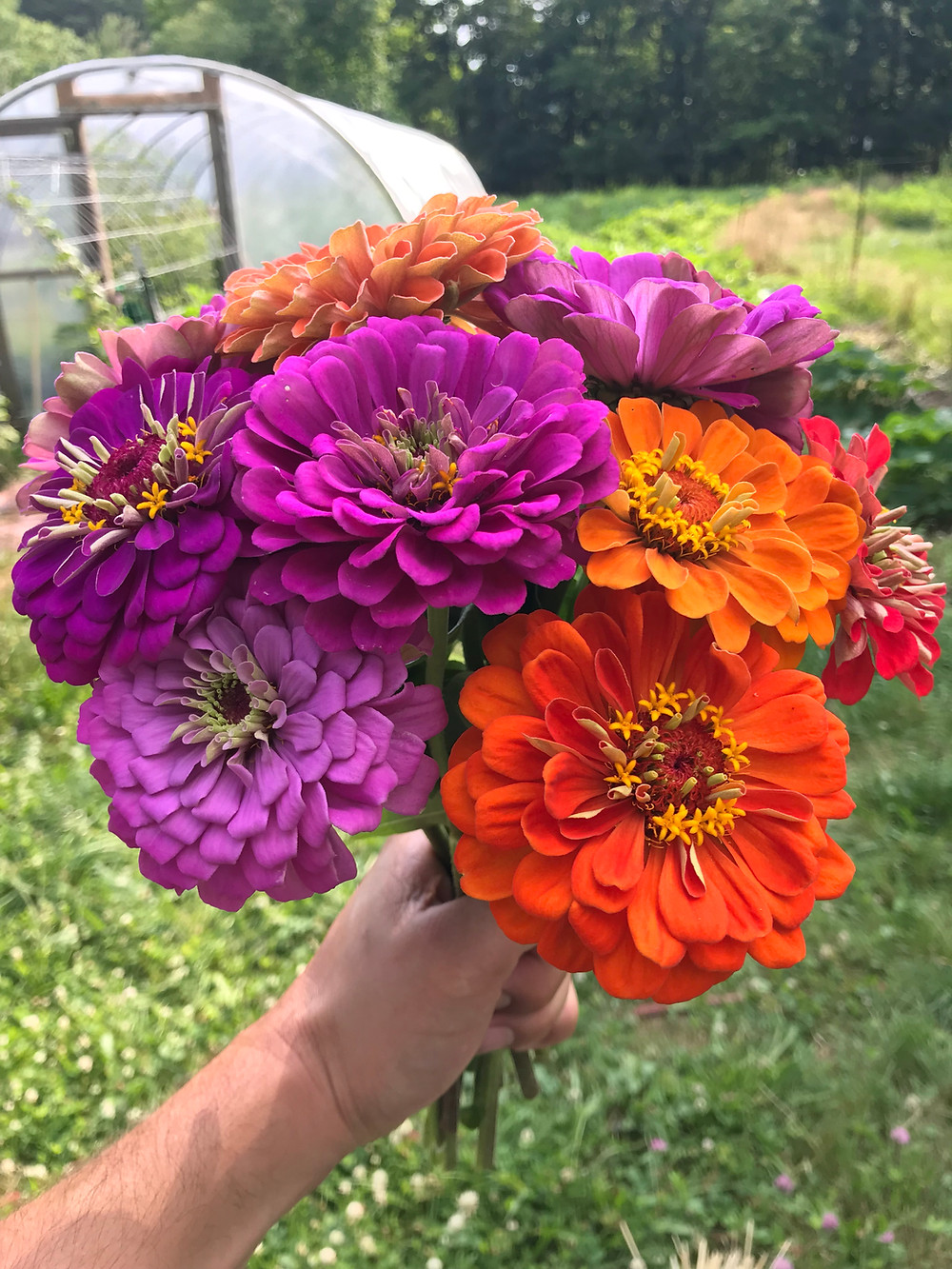 The Zinnias are finally in bloom!