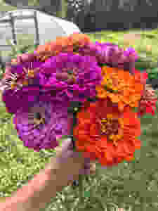 The Zinnias are finally in bloom!