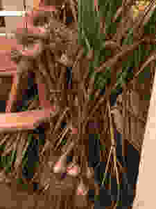 German White Garlic hung on Adirondack chair to cure