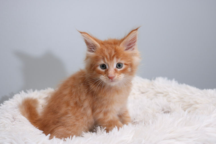 Orange kitten sitting on a white fluffy blanket, looking at the camera.