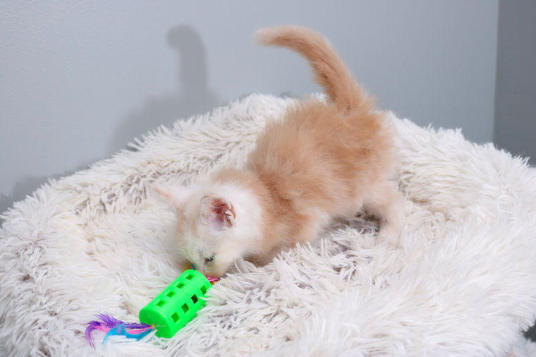 A small beige kitten playing with a green toy on a fluffy white bed