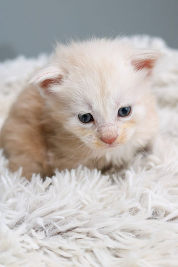 Adorable kitten sitting on a fluffy white blanket, looking down, cute and fluffy.