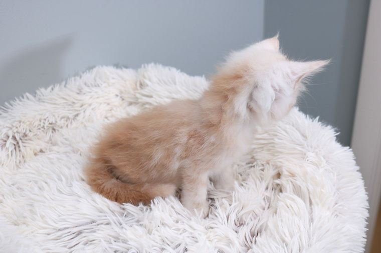 A fluffy, orange kitten sits on a white, furry bed looking away.