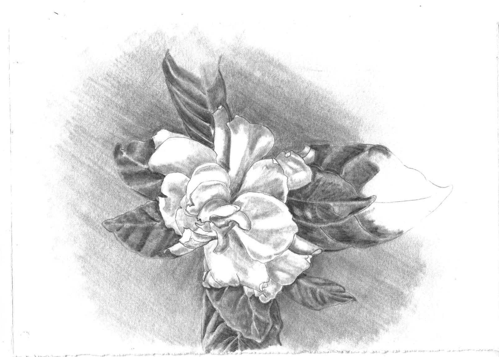 Document (124) (53)_edited.jpg