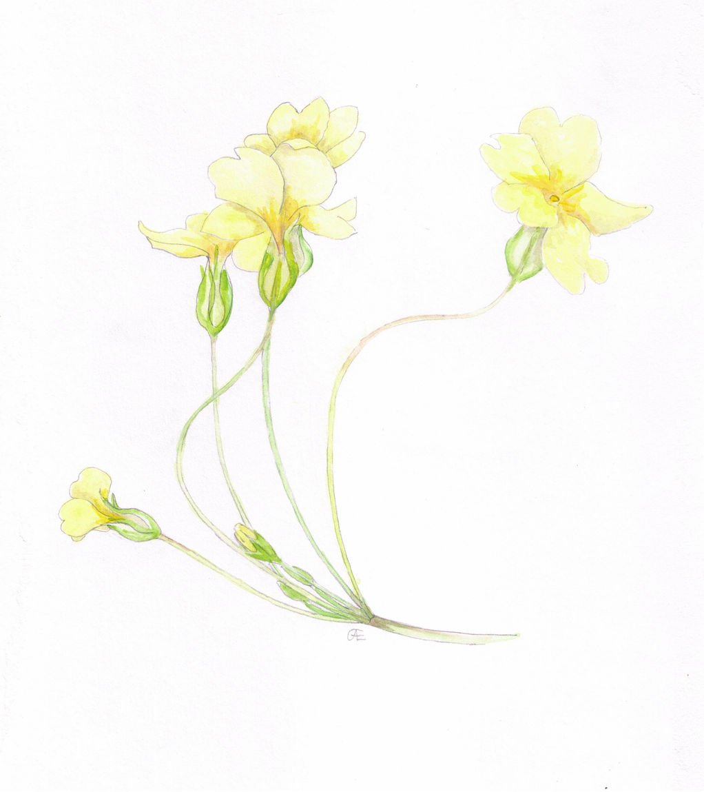Flowers colour Primroses (2).jpg