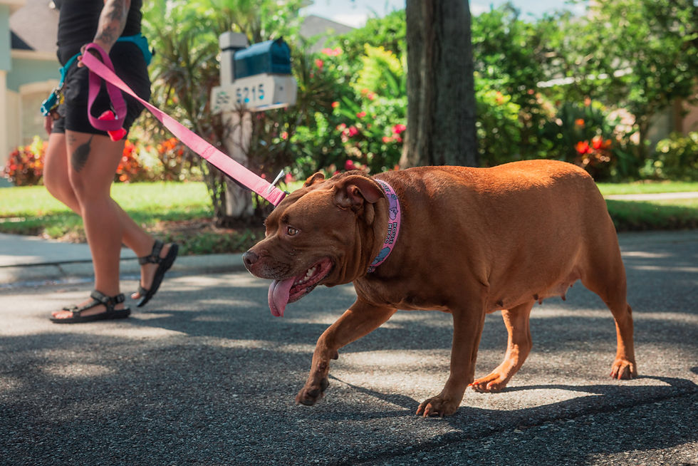 Lithia family using dog walking service during busy week