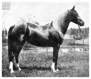 Saqlawi stallion Moliah, with flaxen mane and tail.