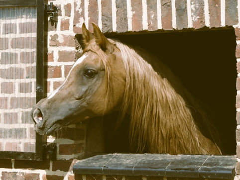 straight Egyptian Arabian stallion