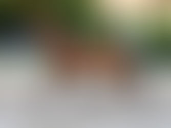 Jument pur-sang arabe egyptienne à vendre