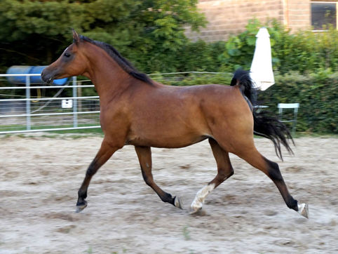 Rein ägyptische Vollblutaraber-Stute