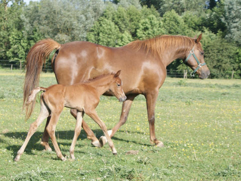 Namir (La Mirage x JJ Nigella