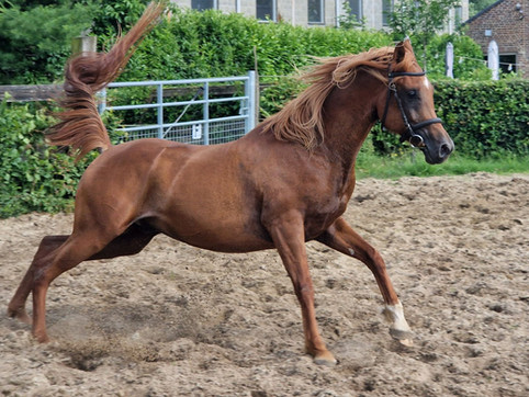 straight Egyptian Arabian stallion for sale