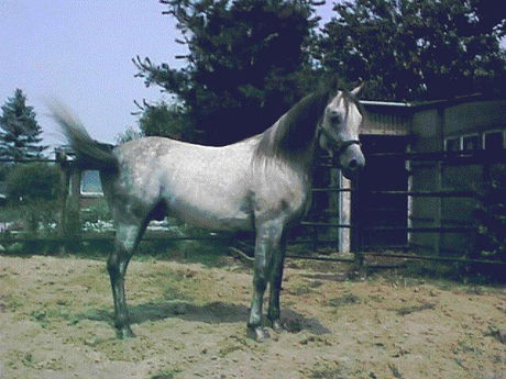 Ridden Arab for sale