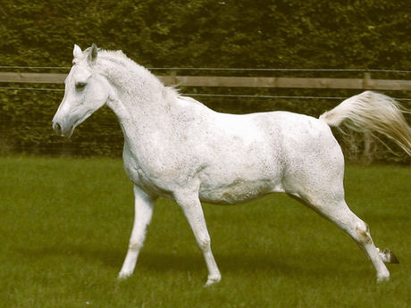 straight Egyptian Arabian mare
