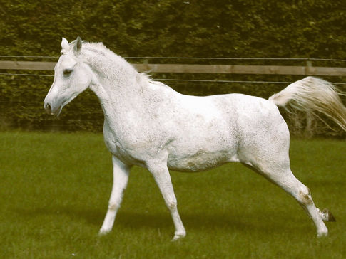 straight Egyptian Arabian mare