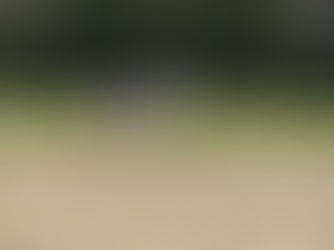 Étalon pur-sang arabe égyptien fait la monte – semence congelée à vendre