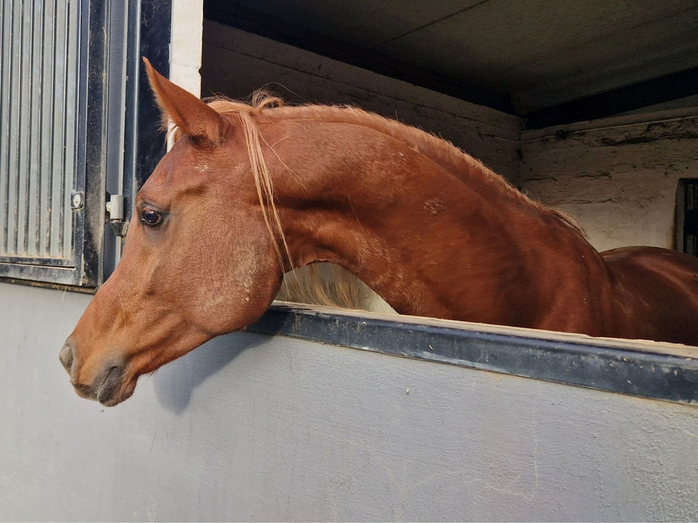 straight Egyptian Arabian stallion