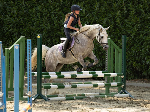 straight Egyptian Arabian mare