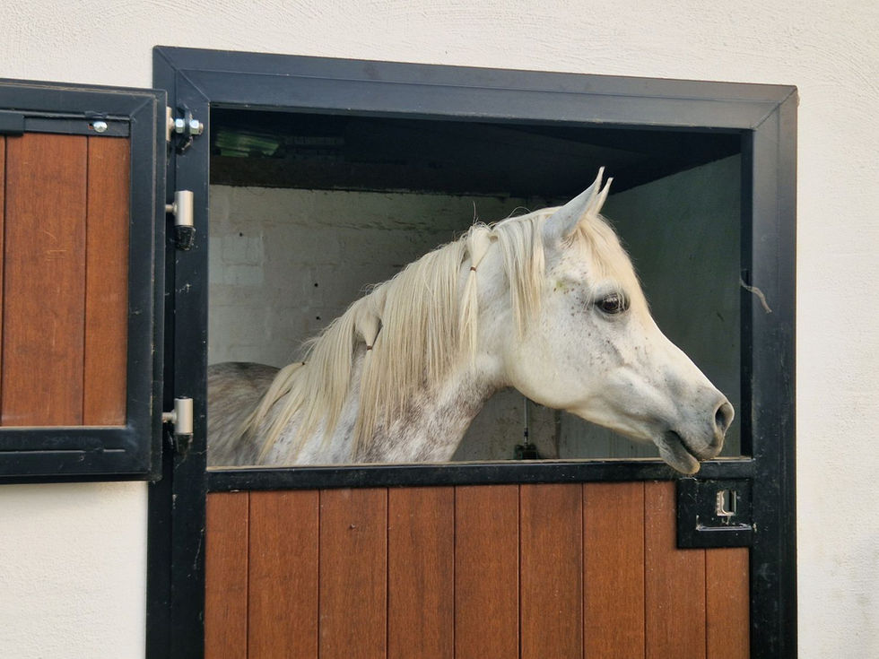 straight Egyptian Arabian mare