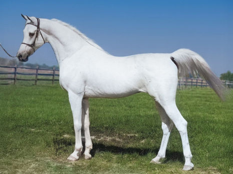 Wat is een zuiver Egyptische Arabier?