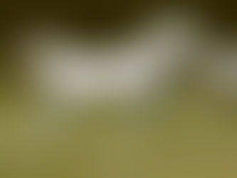 Arabische volbloedmerrie van endurance lijnen te koop